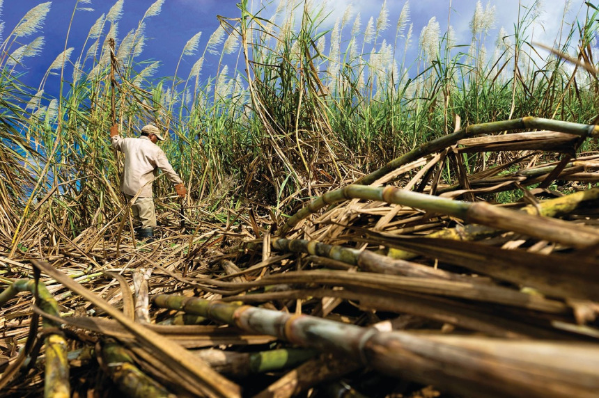 sugar cane field Guatemala