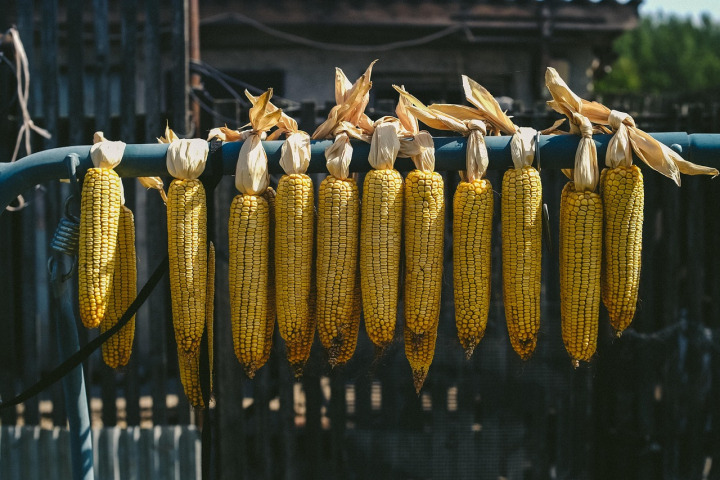 maize corn grain